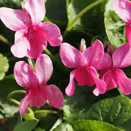 Виола душистая Coeur D'alsace