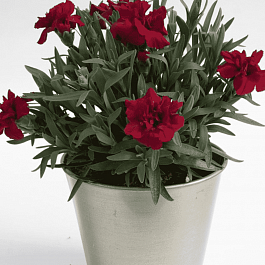 Гвоздика Oscar Red Star