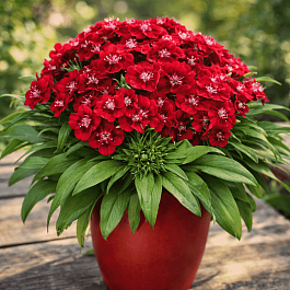 Гвоздика турецкая Barbarini Red