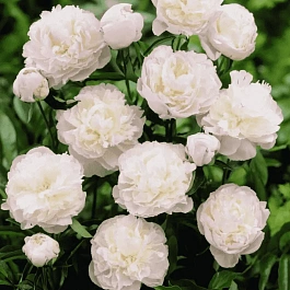 Пион Молочноцветковый Shirley Temple