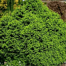 Ель обыкновенная Оhlendorffii