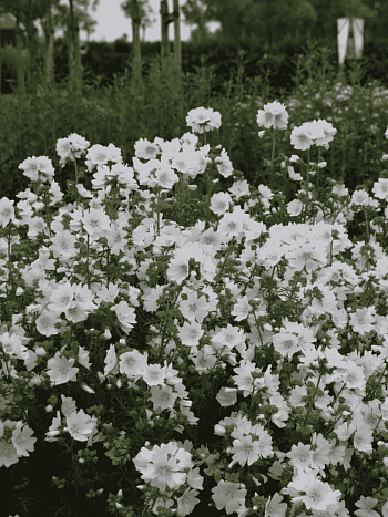 Мальва лесная Alba