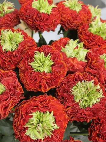 Роза чайно-гибридная Flash Eye