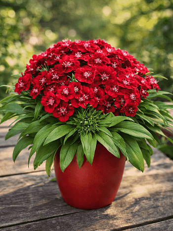 Гвоздика турецкая Barbarini Red