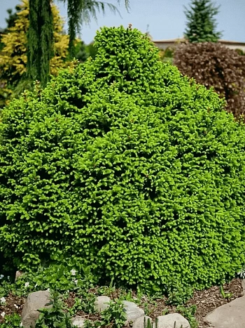 Ель обыкновенная Оhlendorffii