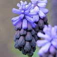 Мускари Latifolium