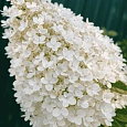 Гортензия метельчатая Grandiflora