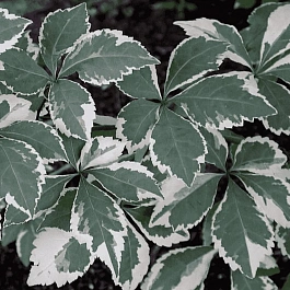 Элеутерококк Зибольда Вариегатус