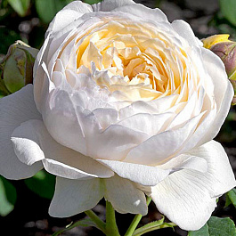 Роза парковая Сноуболл