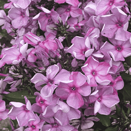 Флокс метельчатый Северная Пальмира