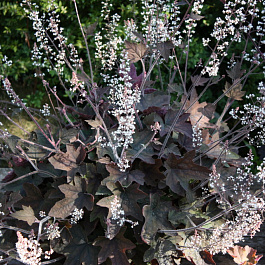 Гейхерелла Арт Деко