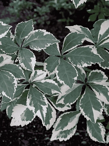 Элеутерококк Зибольда Вариегатус