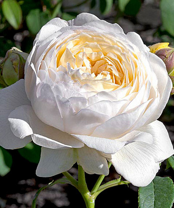 Роза парковая Сноуболл