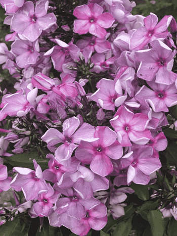 Флокс метельчатый Северная Пальмира