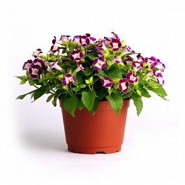 Торения Каваи Бургунди