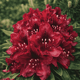 Рододендрон гибридный Kali