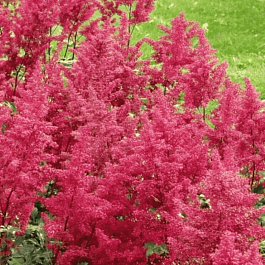 Астильба Китайская Red Skyscraper