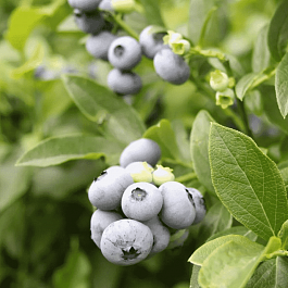 Голубика высокорослая North Country