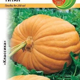 Тыква  Титан