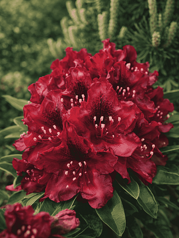 Рододендрон гибридный Kali