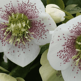 Морозник восточный White Spotted