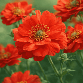 Гравилат Blezing Sunset