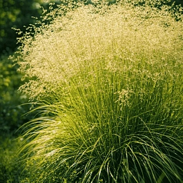 Щучка дернистая Pixie Fountaine