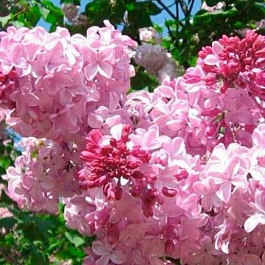 Сирень гиацинтовая Эстер Стейли Сирень гиацинтовая Эстер Стейли