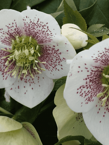 Морозник восточный White Spotted