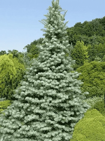 Пихта одноцветная
