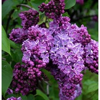 Сирень обыкновенная Космос