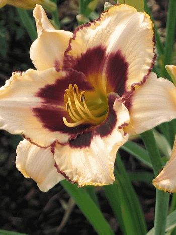 Лилейник Canadian border patrol