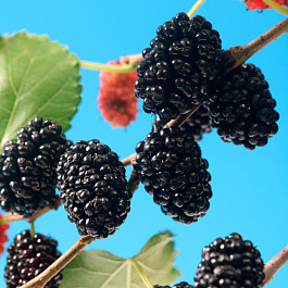 Шелковица Морджо Берри