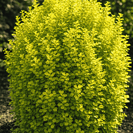 Барбарис Тунберга Golden Torch