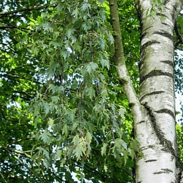 Береза повислая Crispa