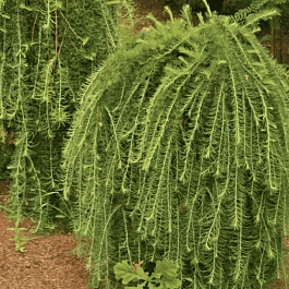 Лиственница японская Stiff Weaper на штамбе