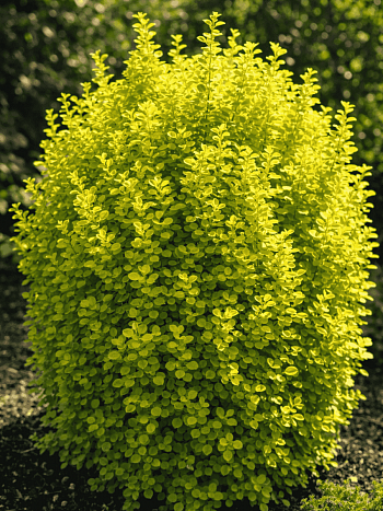 Барбарис Тунберга Golden Torch