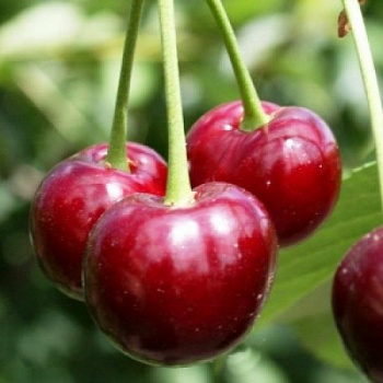 Вишня обыкновенная Радонеж