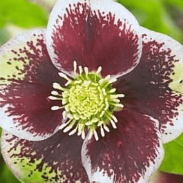 Морозник восточный Pretty Ellen Spotted