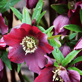 Морозник восточный Red Hybrids