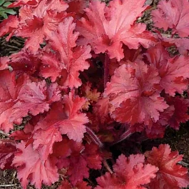 Гейхера Forever Red