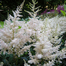 Астильба простолистная Вайт Сенсейшн