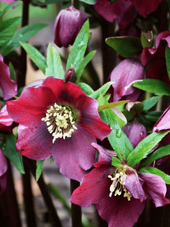 Морозник восточный Red Hybrids