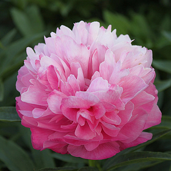 Пион травянистый Джокер