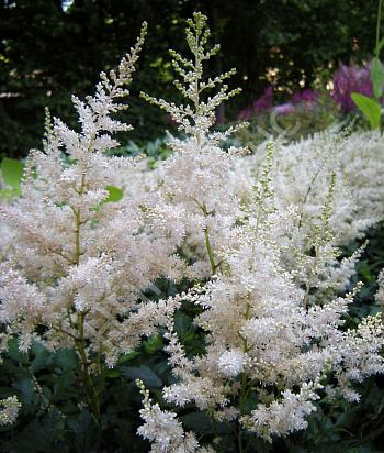Астильба простолистная Вайт Сенсейшн