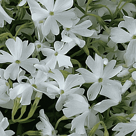 Флокс шиловидный 'Calvides White'