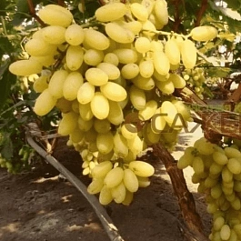 Виноград культурный Столетие