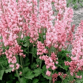 Гейхерелла Pink Revolution