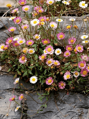 Мелколепестник карвинского