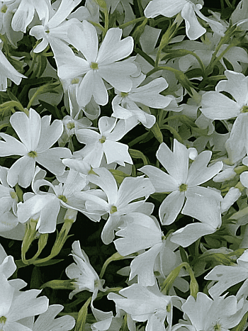 Флокс шиловидный 'Calvides White'